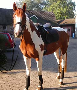 Ein junges Pferd Ein junges Pferd