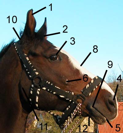Pferd Anatomie Kopf