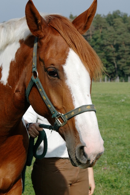 Sonnencreme Pferd – Die 15 besten Produkte im Vergleich - Reiterguide  Ratgeber