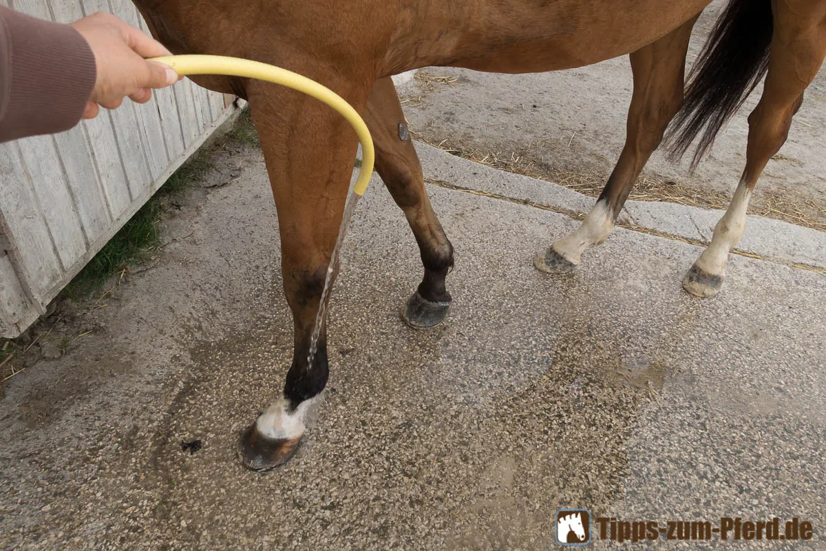 Einschuss Beim Pferd Die Richtige Behandlung