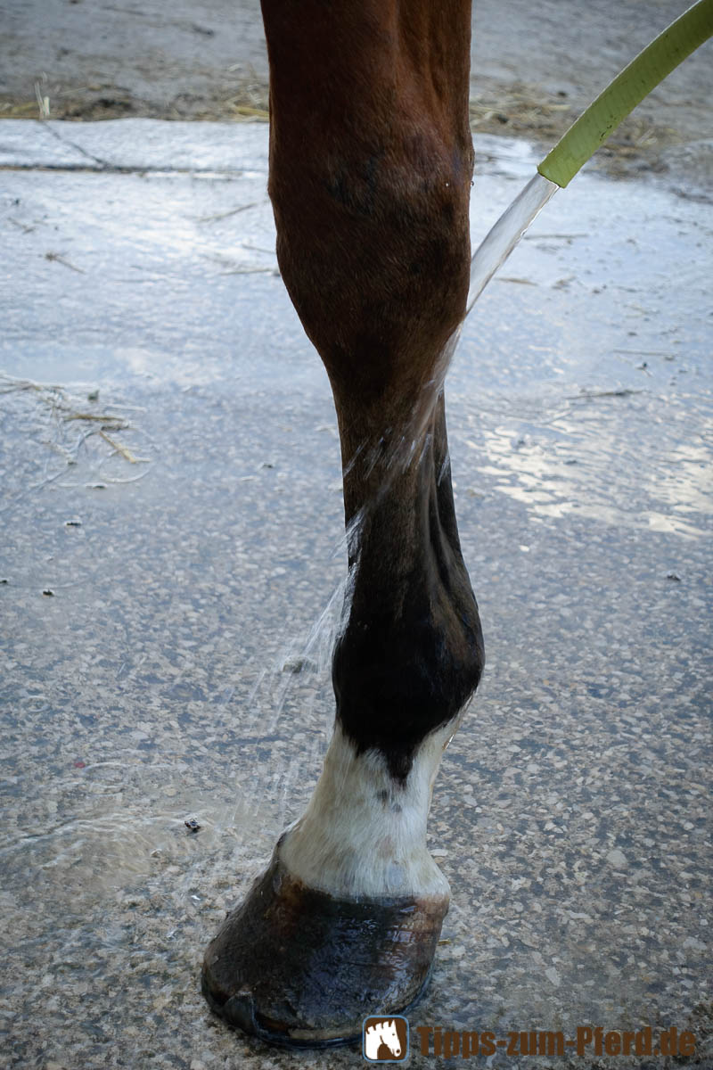Dicke Beine Beim Pferd