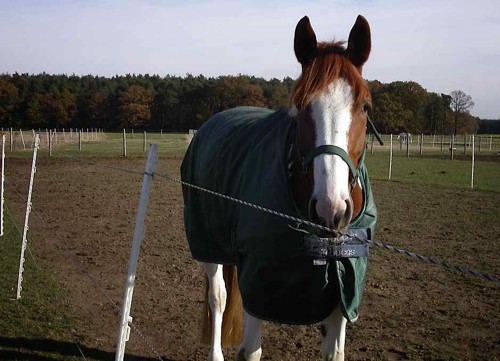 Für viele Pferde gehört die Decke zum Winter - (Foto: FGo)