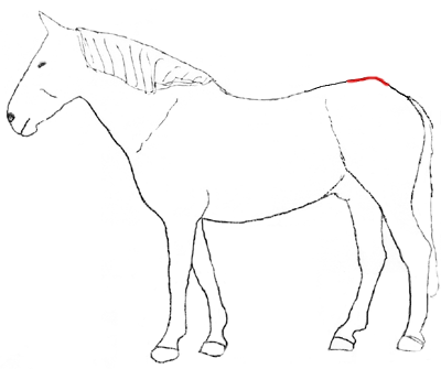 Ischiasnerv Pferd Behandlung