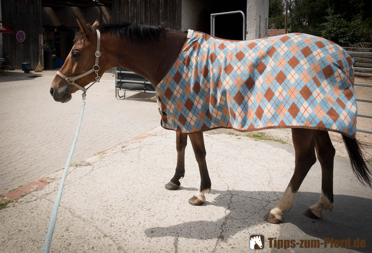 Brauner Trakehner mit Abschwitzdecke