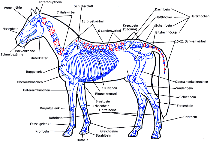 Anatomie Skelett Pferd