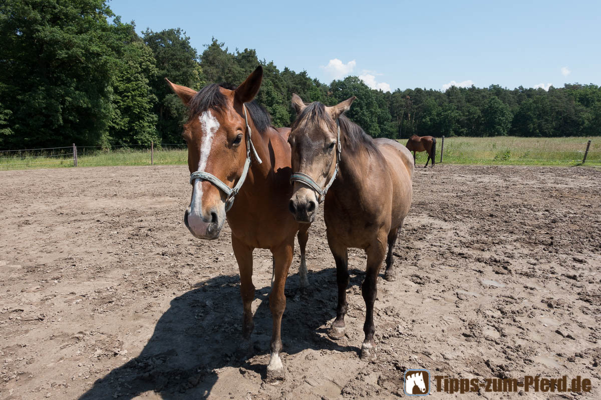 Schlechter Fellwechsel Beim Pferd