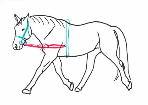Ausbinder con elastikeinsatz cuero hilfszügel longieren voltigieren Pony/vb/wb