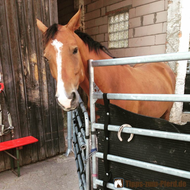 Pferd Monatliche Kosten Tipps zum Pferd