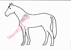Skelett des Pferdes im Stehen und bei gehobenem Vorderbein