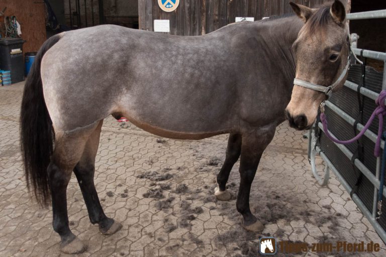 Pferd Hat Krusten Im Fell www.tipps-zum-pferd.de