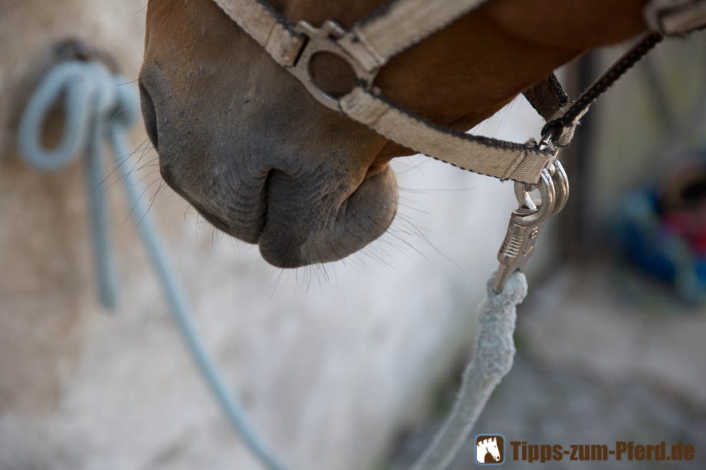 Vorsicht beim Scheren eines Pferdes: Die Tasthaare dürfen keinesfalls abgeschnitten werden!
