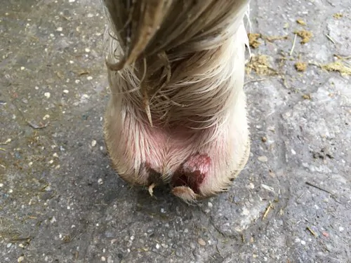 Pferd Verletzung Bein Geschwollen