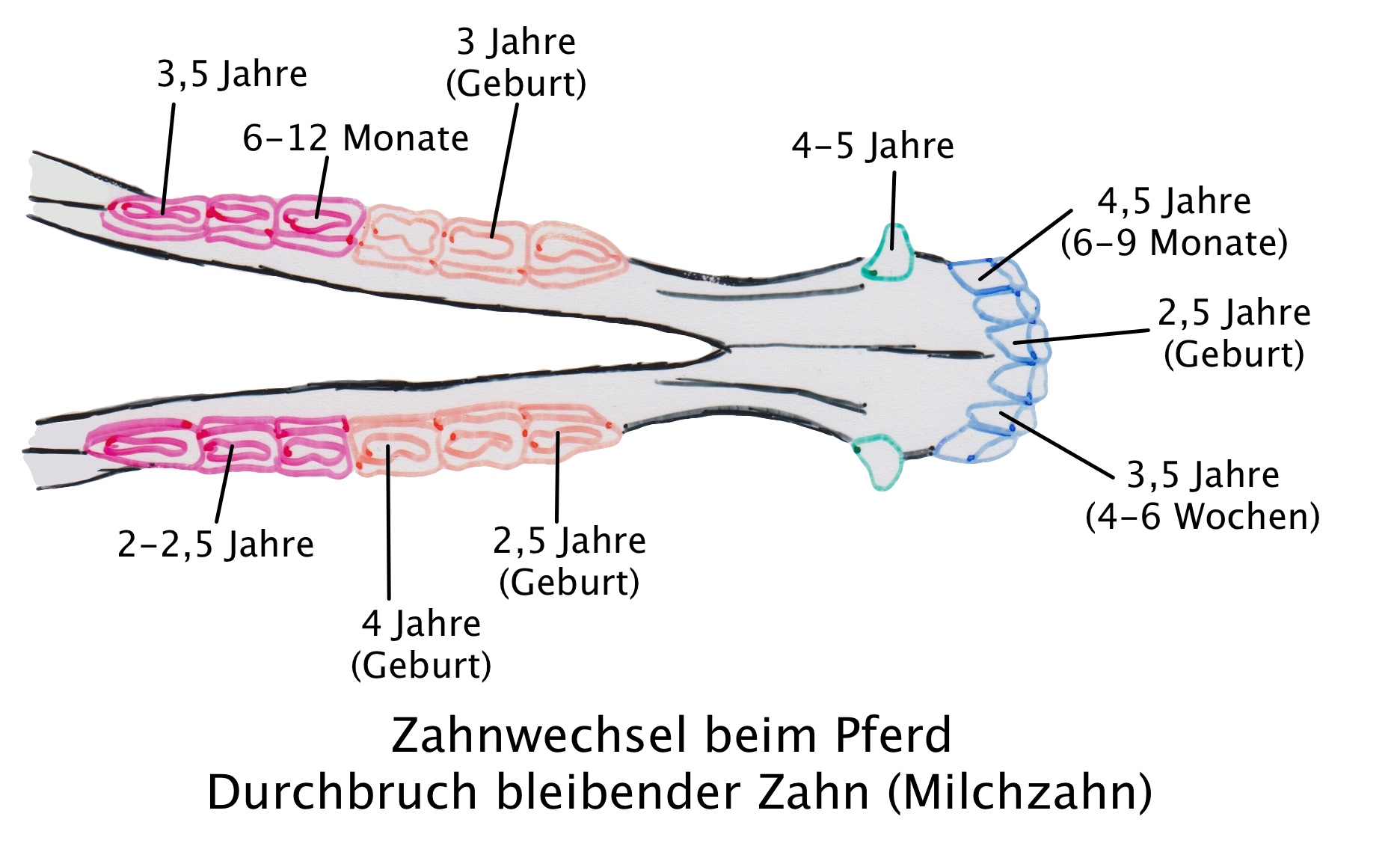 Das Pferdegebiss Erklart Tipps Zum Pferd