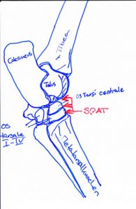 Die Anatomie des Sprunggelenks vom Pfed und wo der Spat sitzt