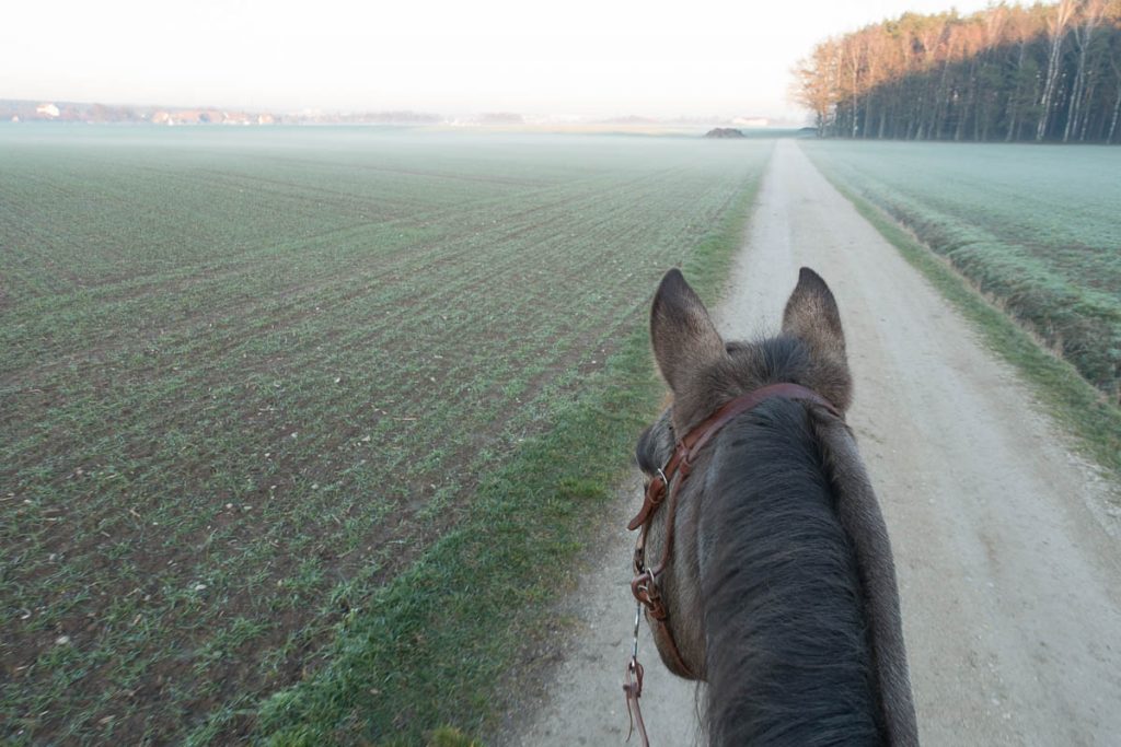 Ausreiten so macht es auf dem Pferd richtig Spaß Tipps zum Pferd